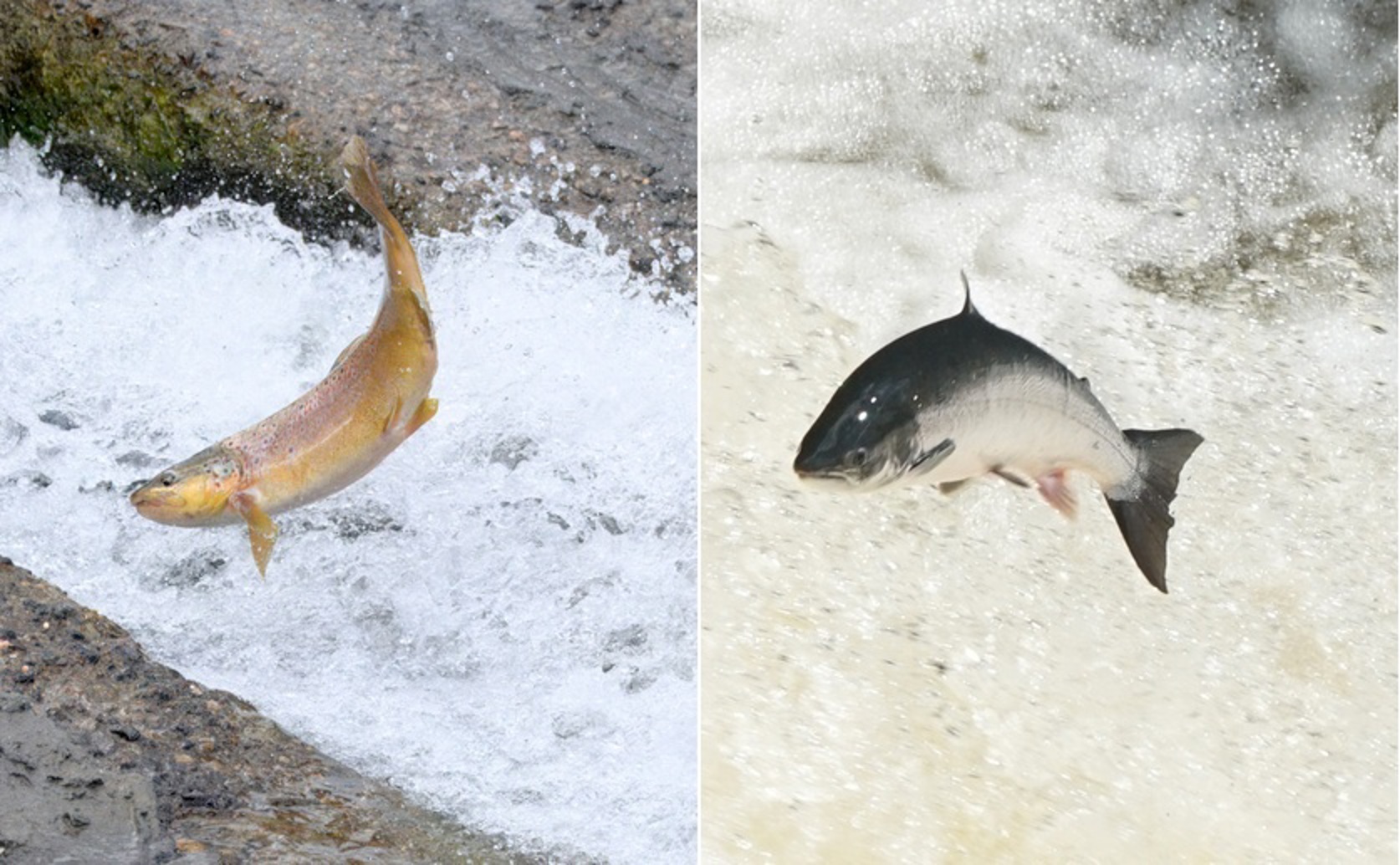 Spawning Patterns Shape Nutrient Signatures in Boreal Stream Ecosystems