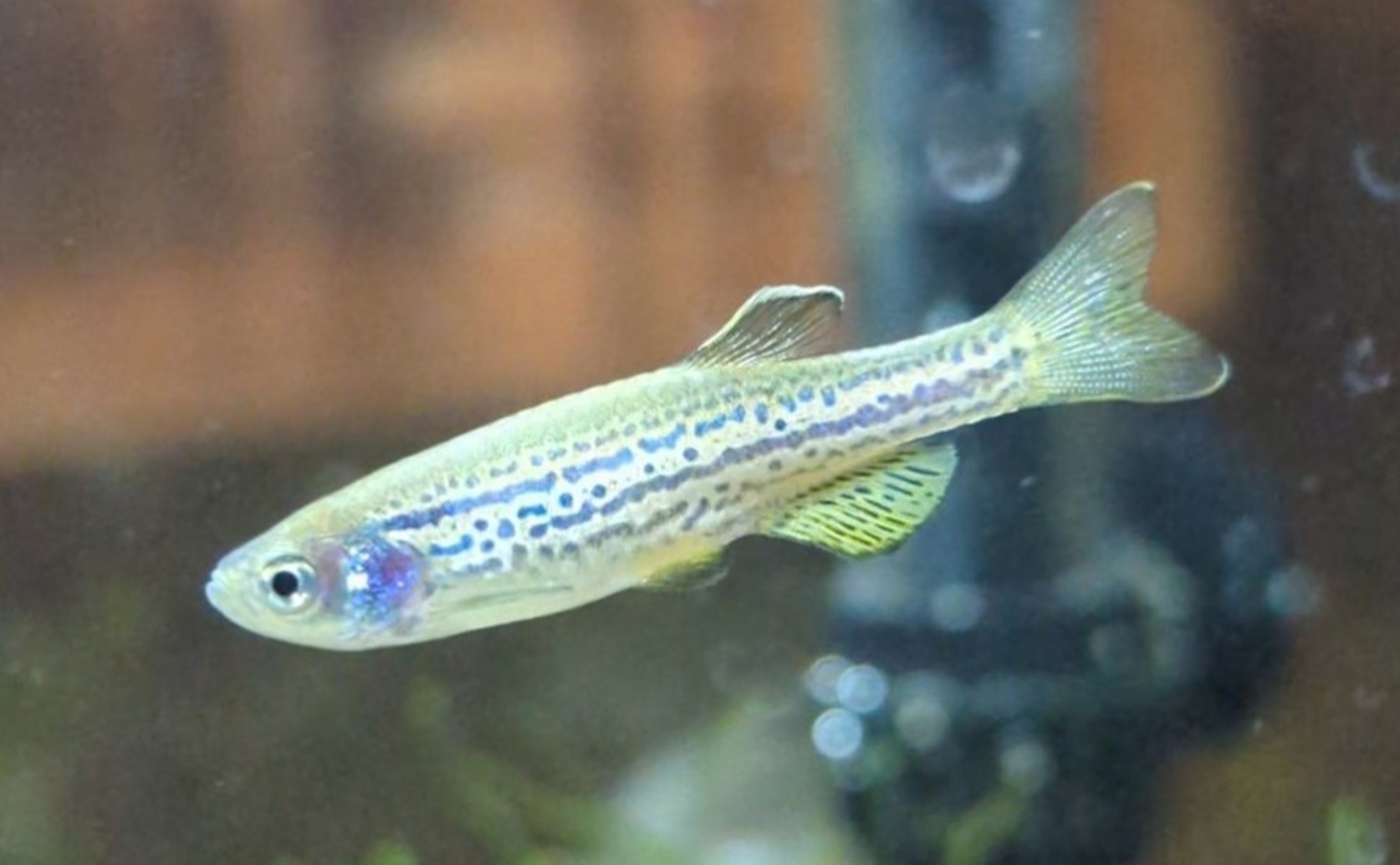 Studying Protein Changes in Tissue Regrowth