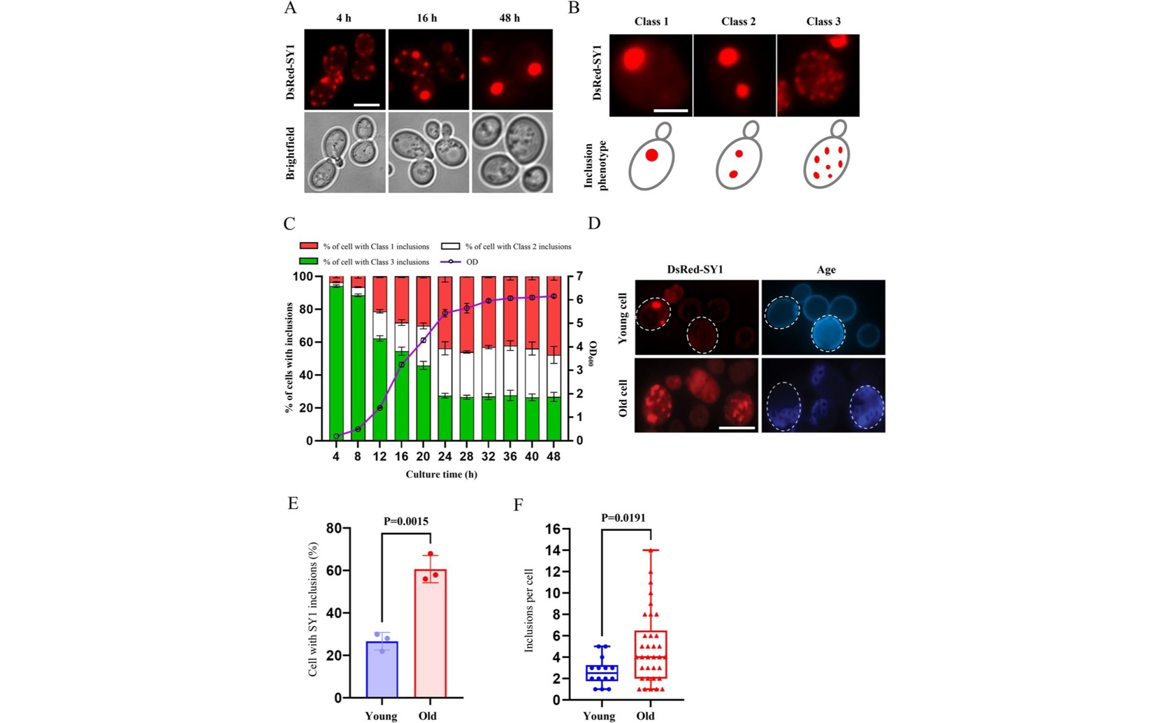 Cell Fats Control Formation and Removal of Protein Clumps