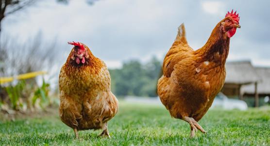 Sweet Potato Leaves in Chicken Feed: Impact on Growth, Cost, Health, and Meat