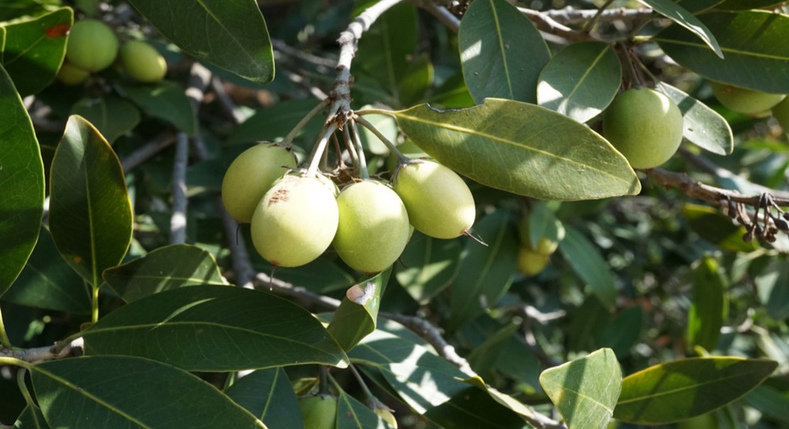 Interaction of Varieties and Ripeness on Snot Apple Quality and Nutrition