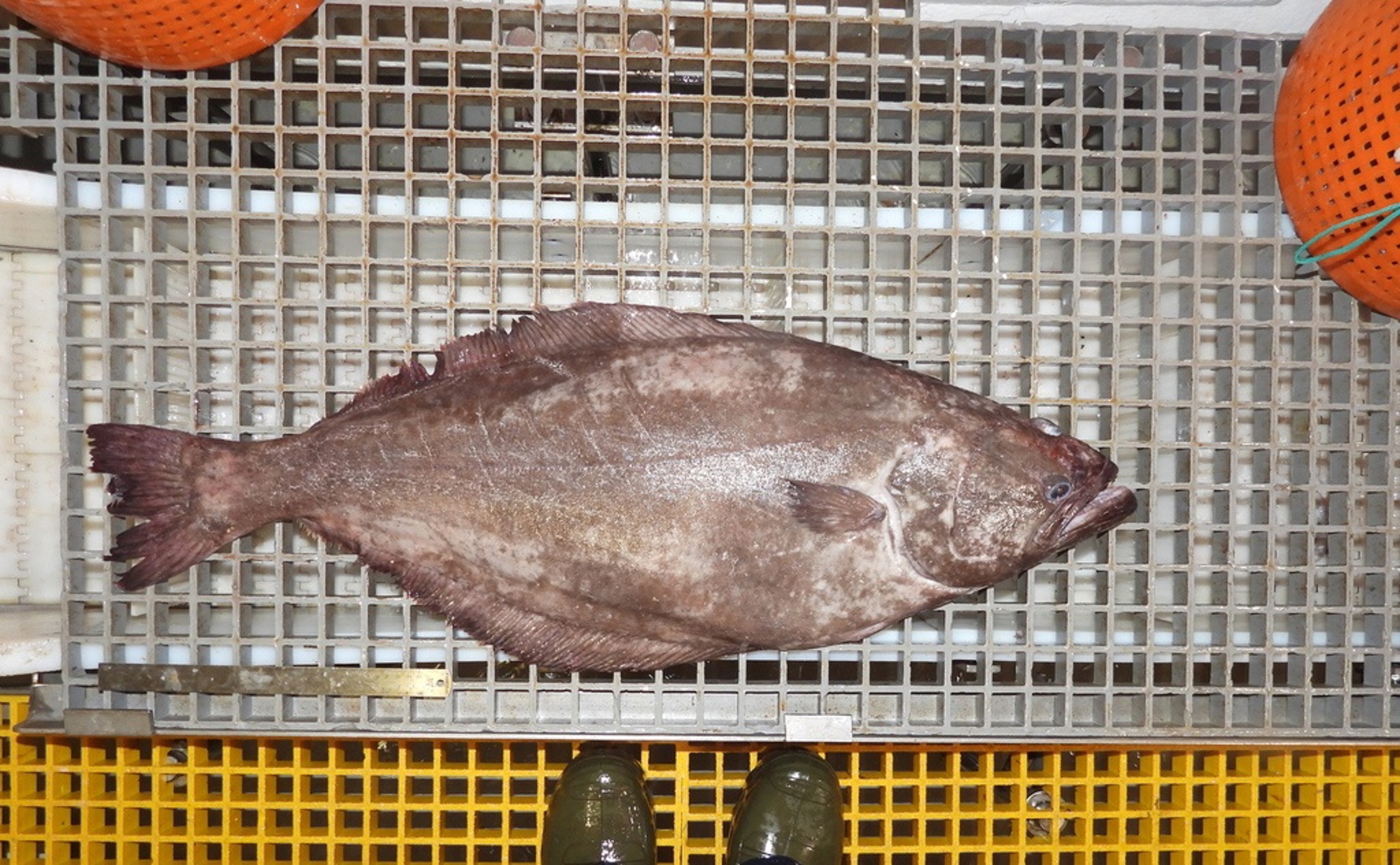 Sex Affects Genetic Structure in Fish