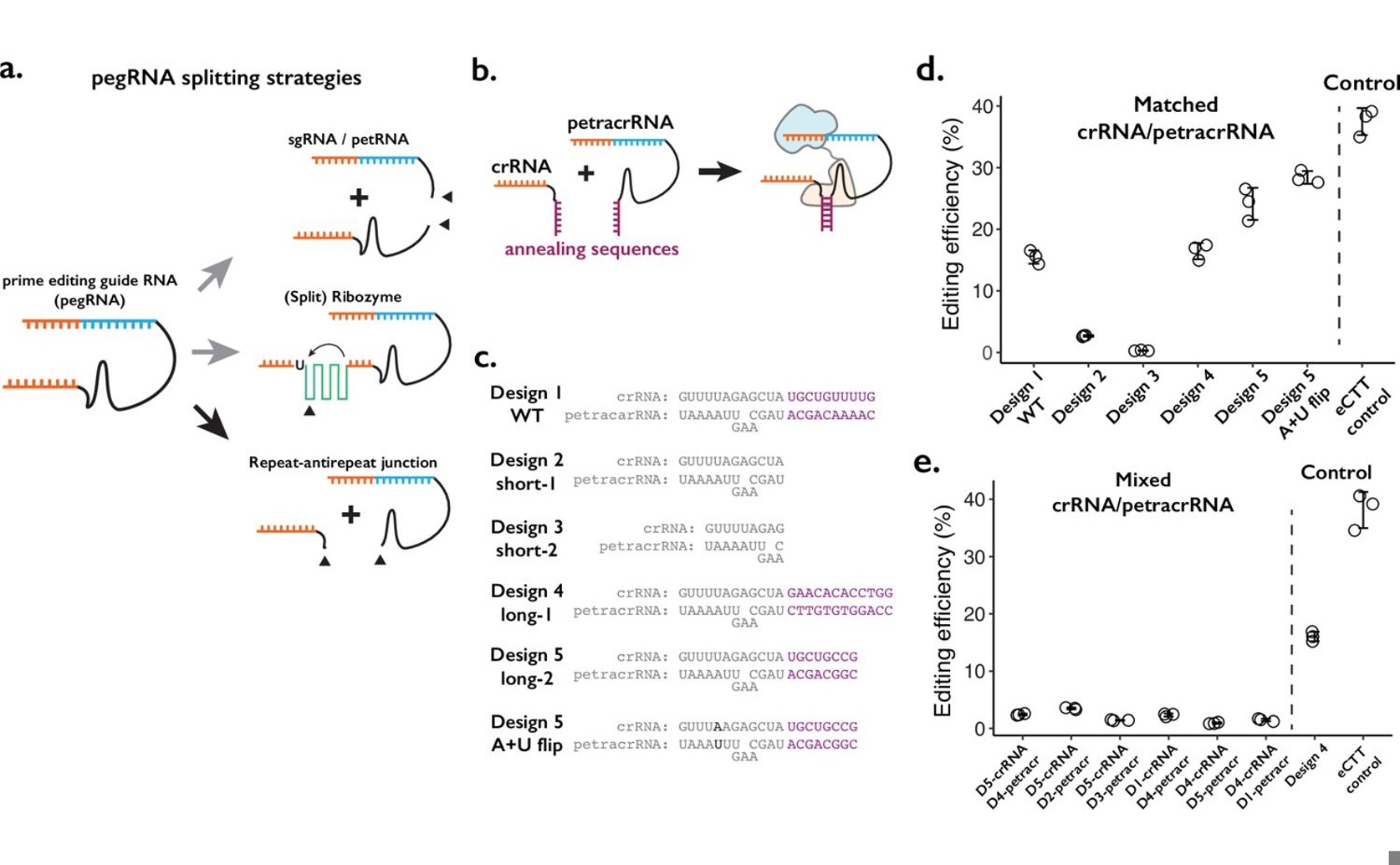 Engineered RNA Tool Detects When Molecules Are Close Together
