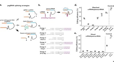 Engineered RNA Tool Detects When Molecules Are Close Together