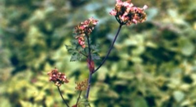 Finding Natural Ingredients in Angelica Root That Fight Inflammation