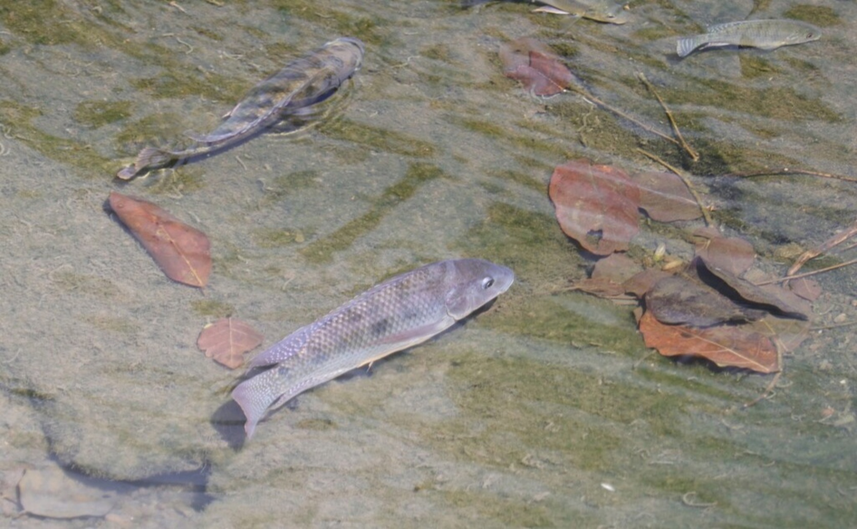 Effects of Clay Additives in Diet on Tilapia Growth and Health