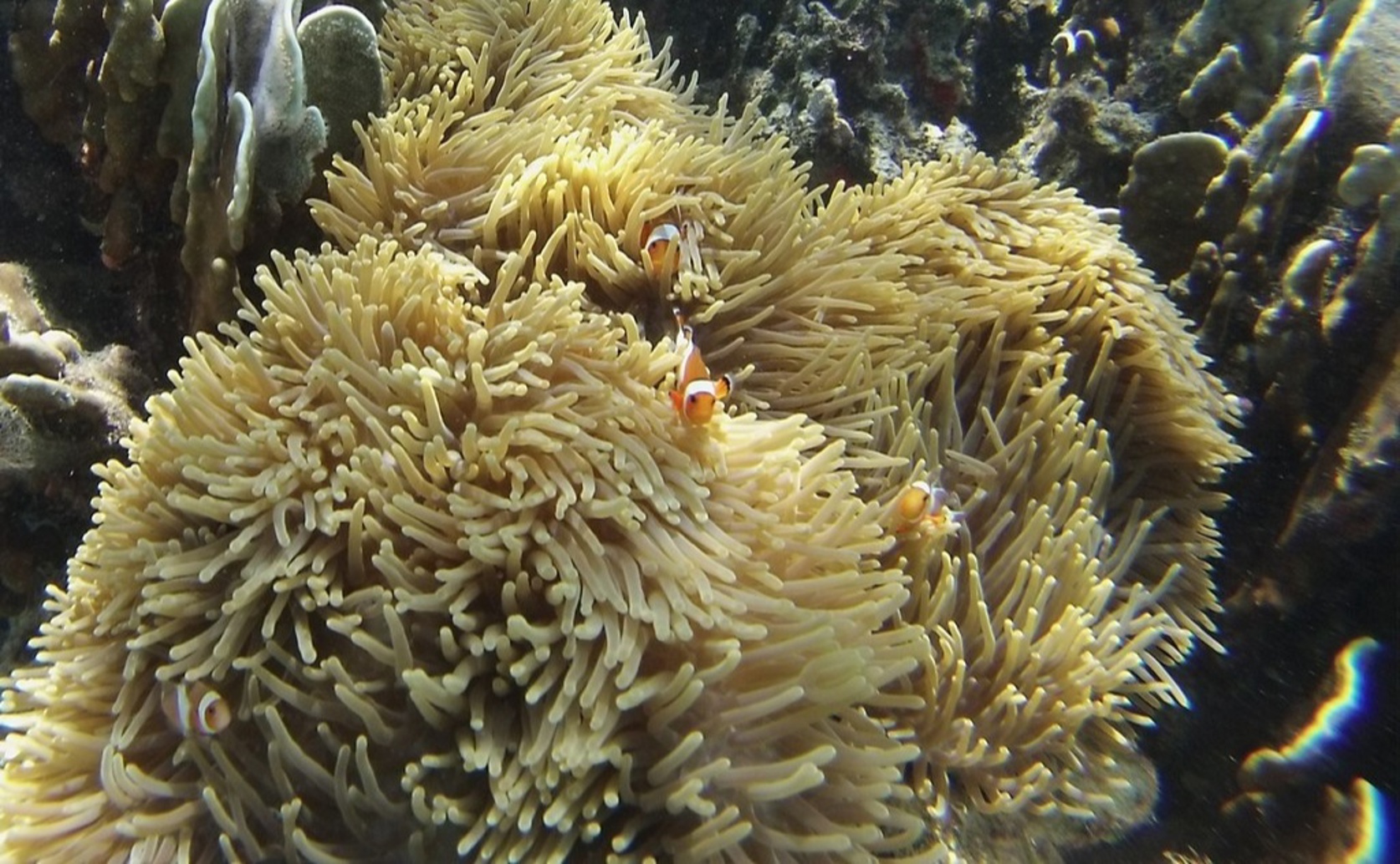 Clownfish Use Sugar Tricks to Outsmart Big Sea Anemones’ Stings
