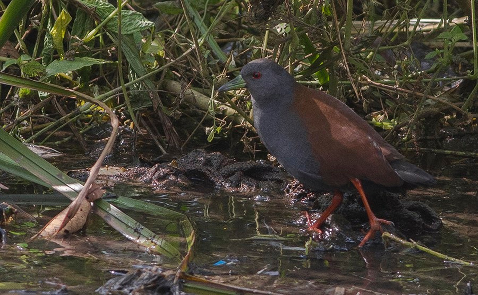 Predicting Changes in Land Use and Cover in a Nature Reserve