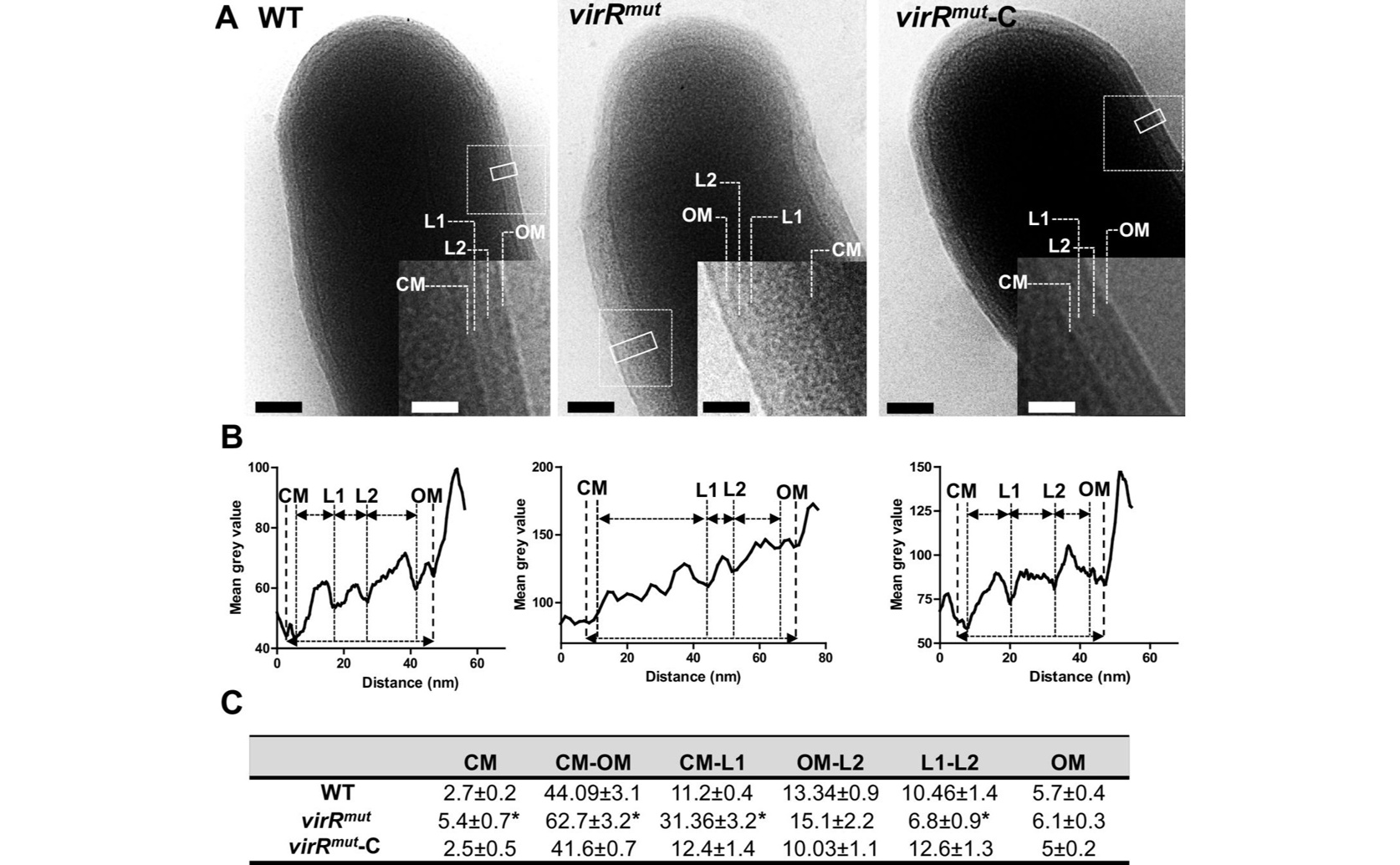 Cell Wall Changes and Bubble Formation Linked in Tuberculosis Bacteria