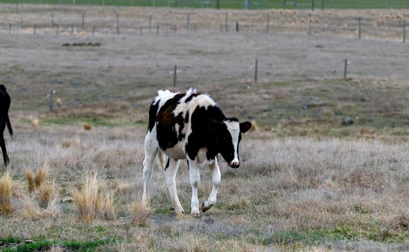 How Lung High Blood Pressure Affects Heart Ultrasounds in Young Dairy Cows