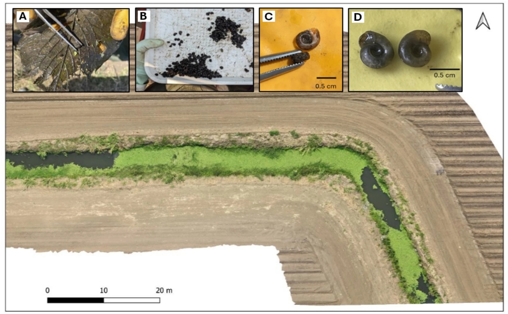 New Snail Host Found for Intestinal Schistosomiasis