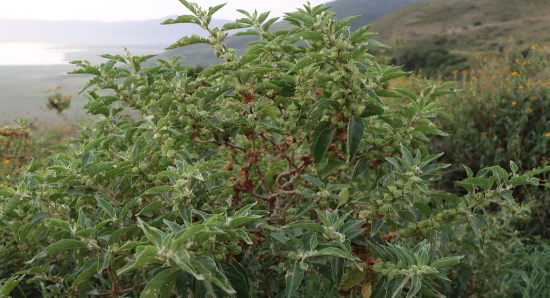 Safety and Effects of Ashwagandha Root: Single Dose Study in Healthy Adults