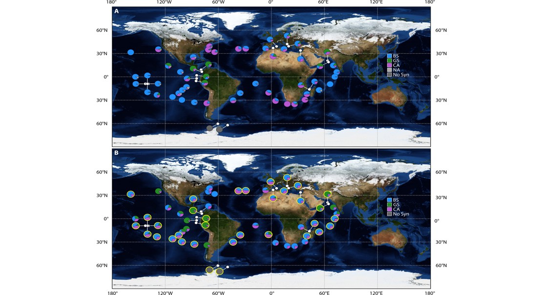 How Color Adaptation Shapes Algae Distribution