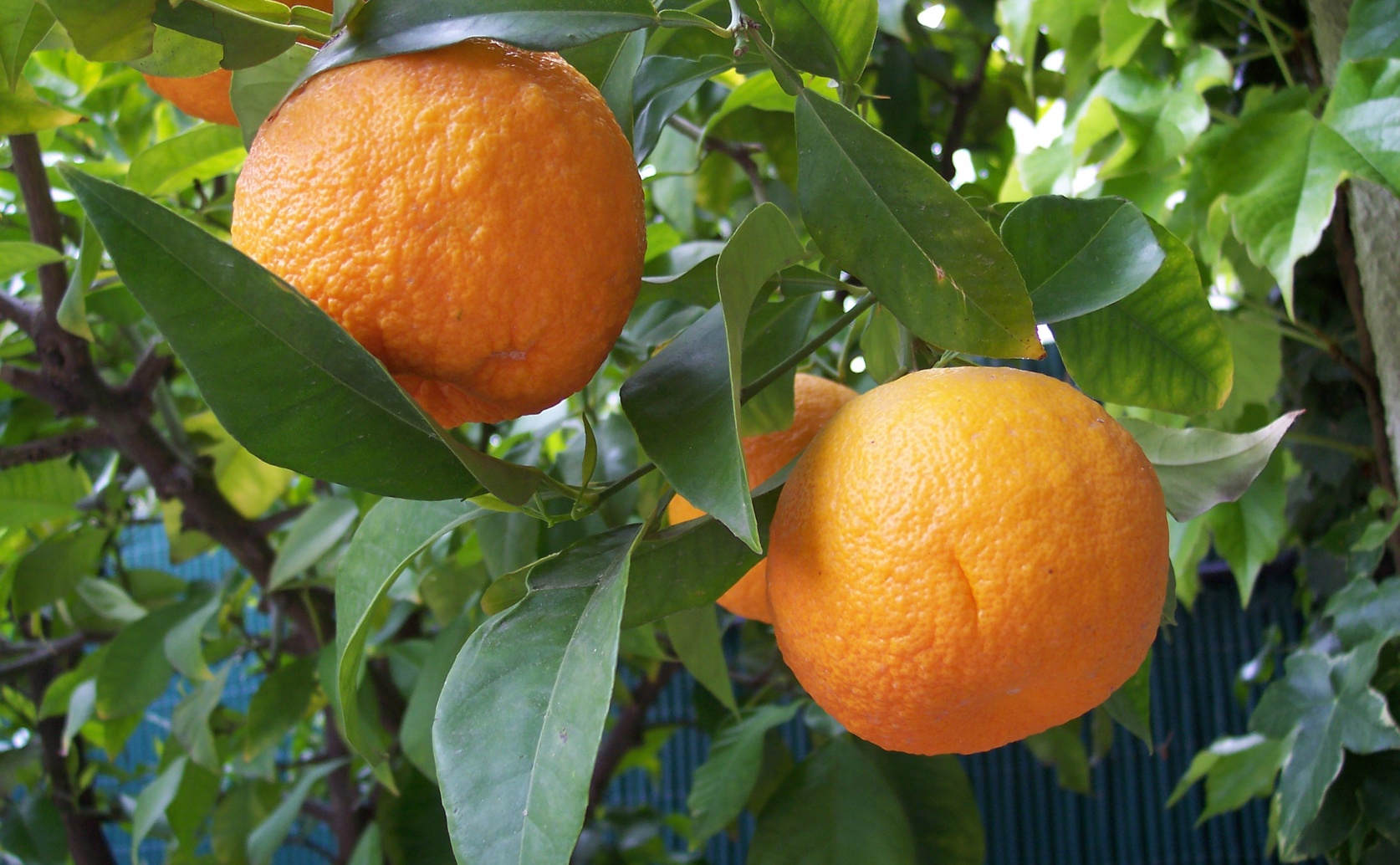 How Cinnamon and Bitter Orange Oils Fight Plant Pests