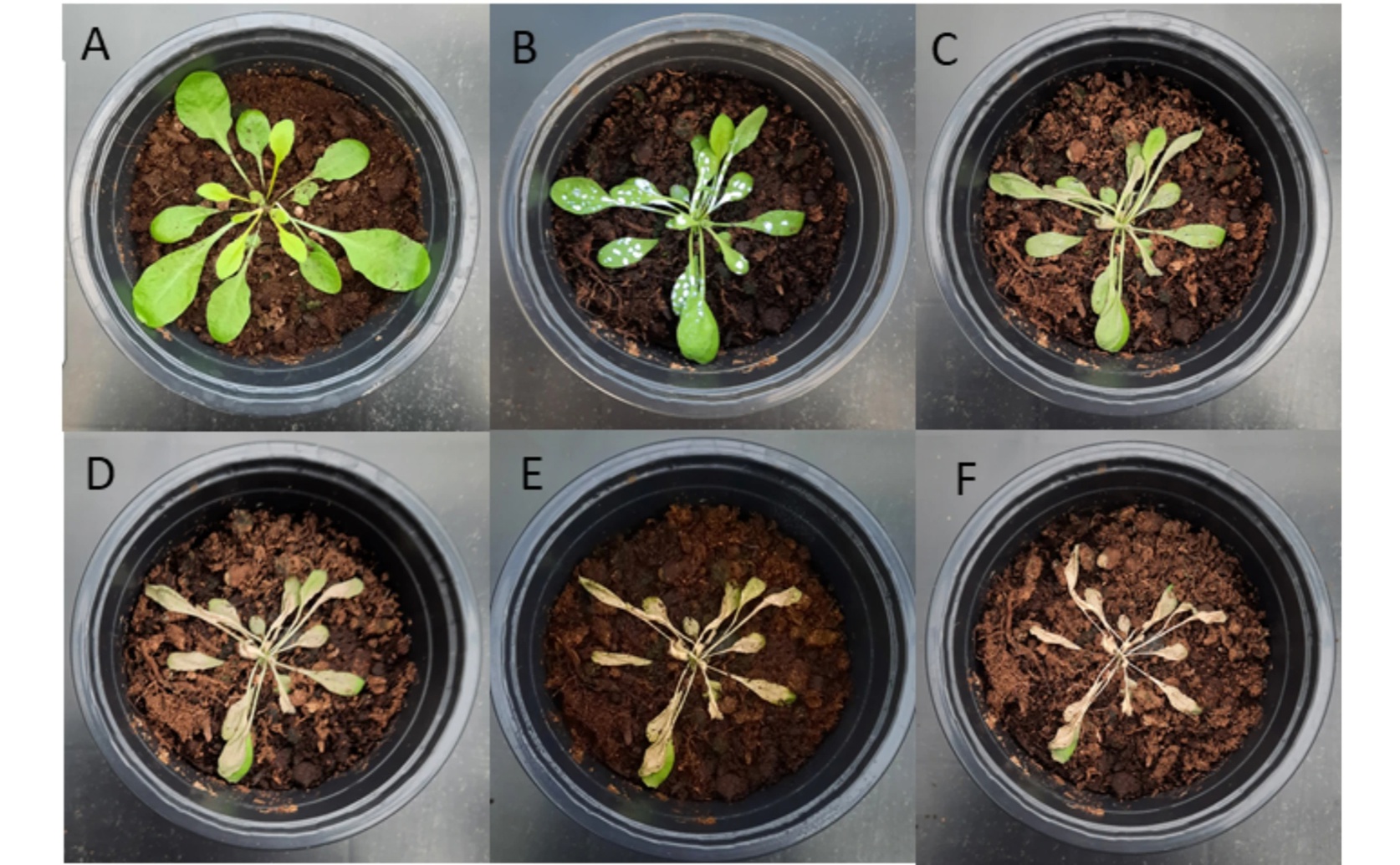 Study Shows How Plants React Physically and Chemically to Cinnamon Oil