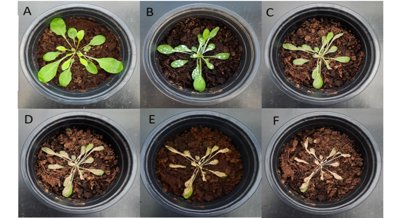 Study Shows How Plants React Physically and Chemically to Cinnamon Oil