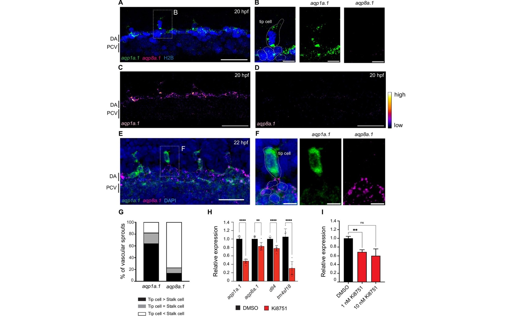 Fluid Pressure and Cell Changes Drive Blood Vessel Growth