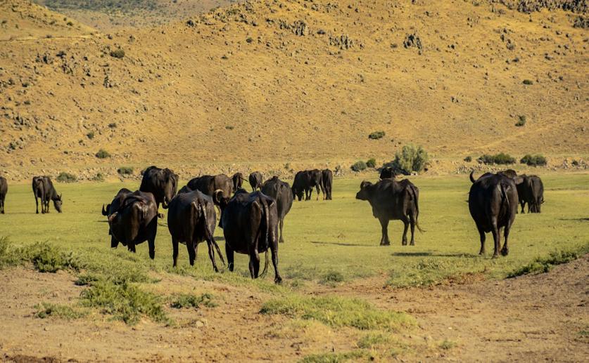 How Water Quality Affects Cattle Farm Performance