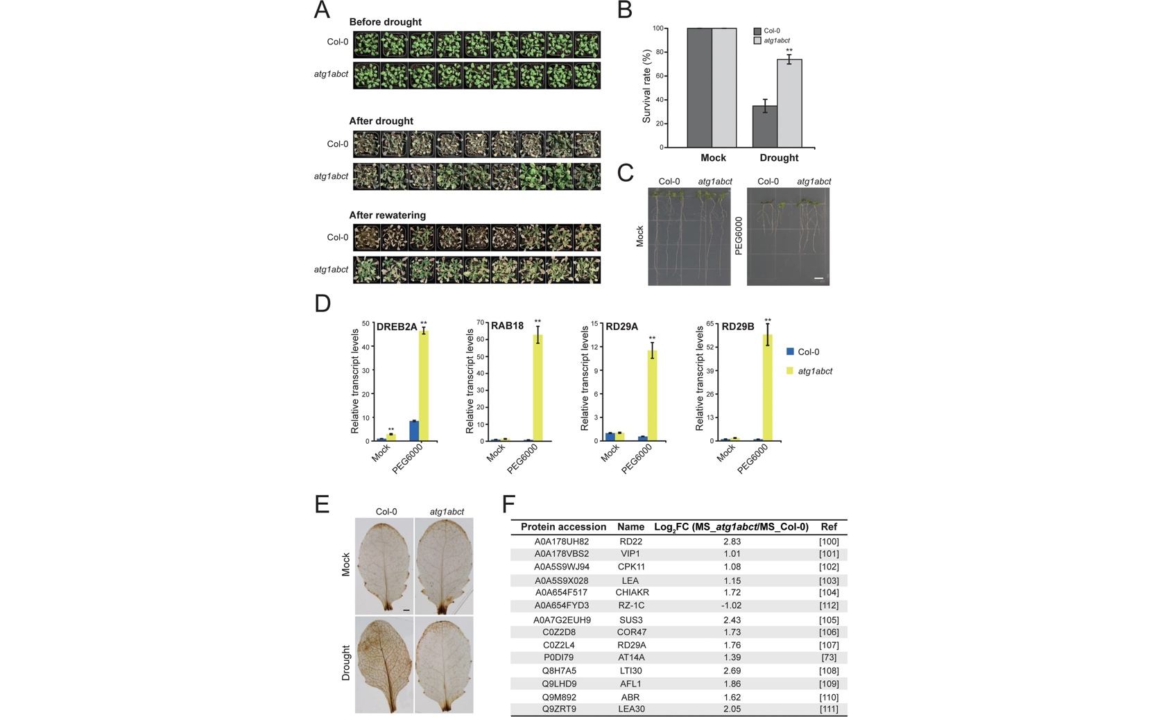 Protein Study Shows ATG1 Helps Plants Survive Drought
