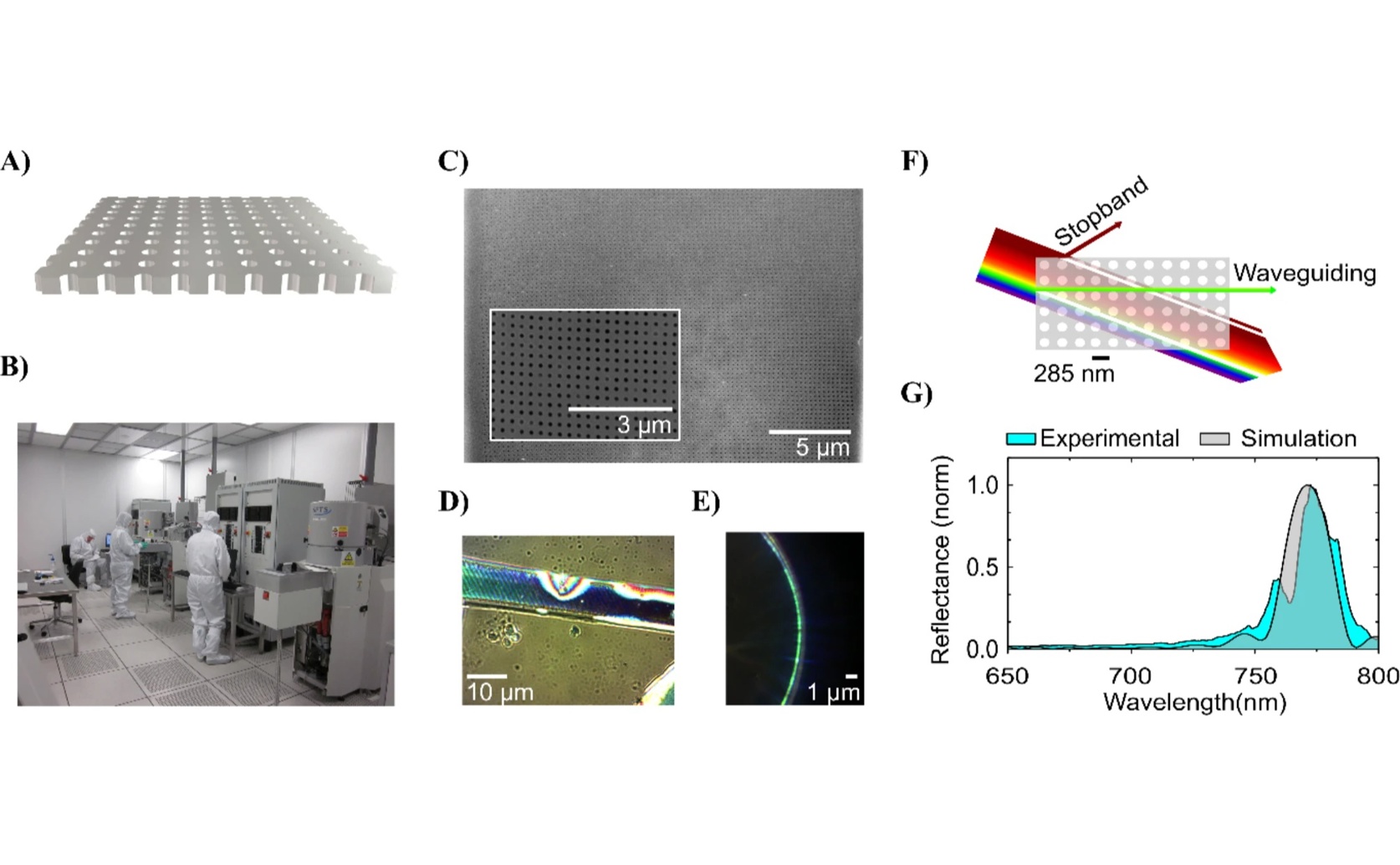 Evolution and Diversification of Light Structures in Sea Algae