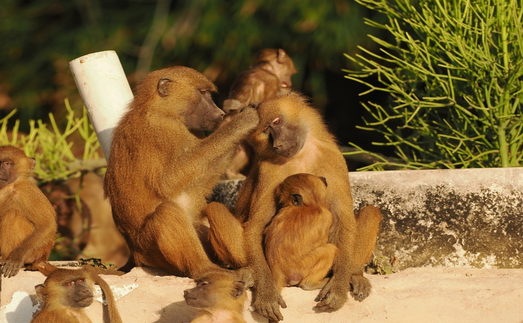 Food and Predators Shape How Neighboring Groups Use the Landscape