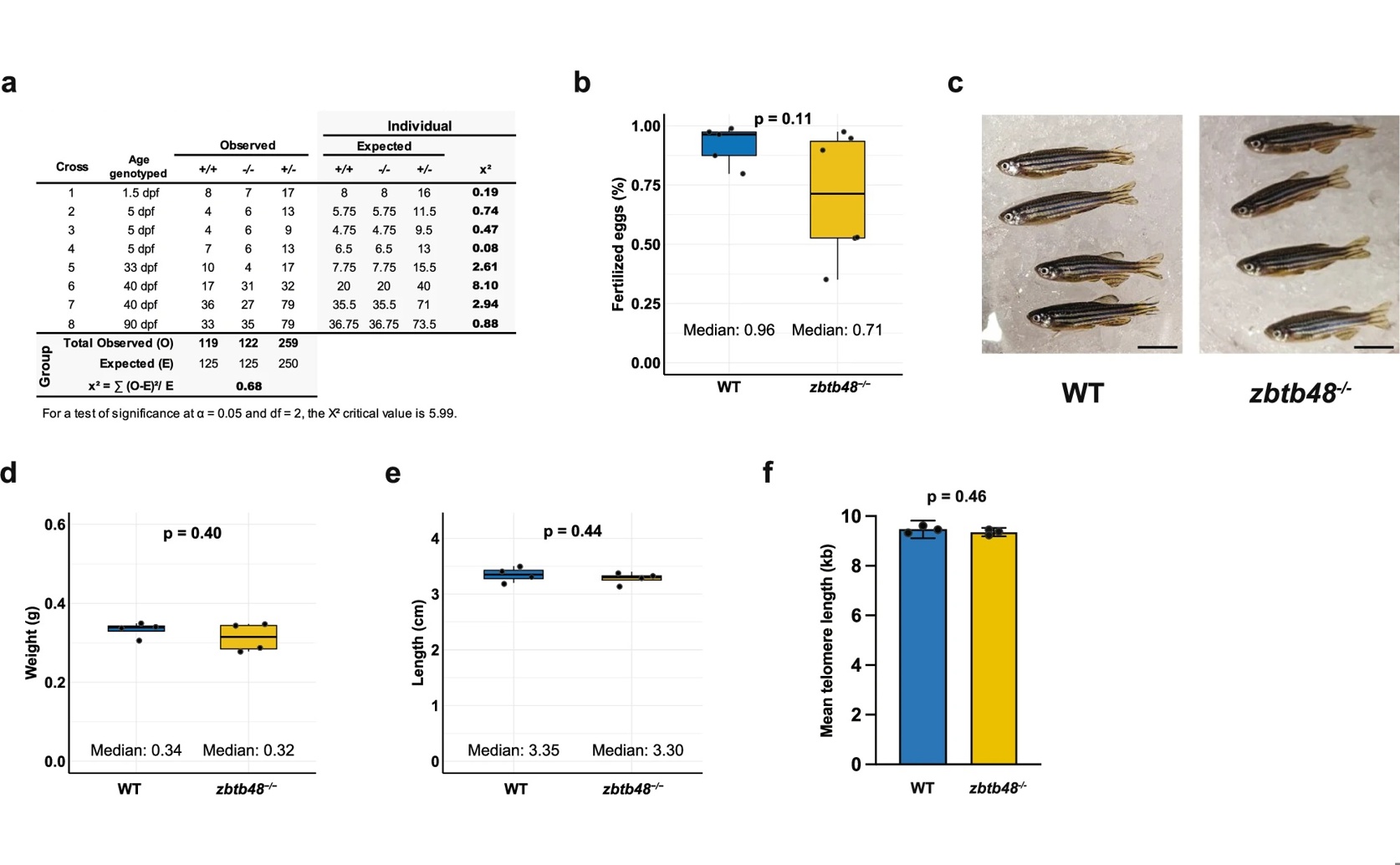 ZBTB48 Gene Connects Telomere Biology to Mitochondrial Function in Zebrafish