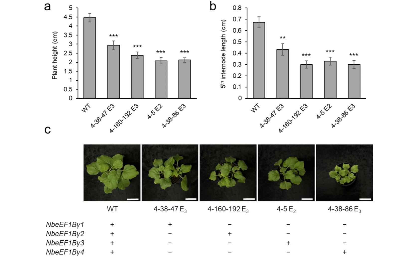 CRISPR Editing Makes Plants Resist Tobacco Virus Infection