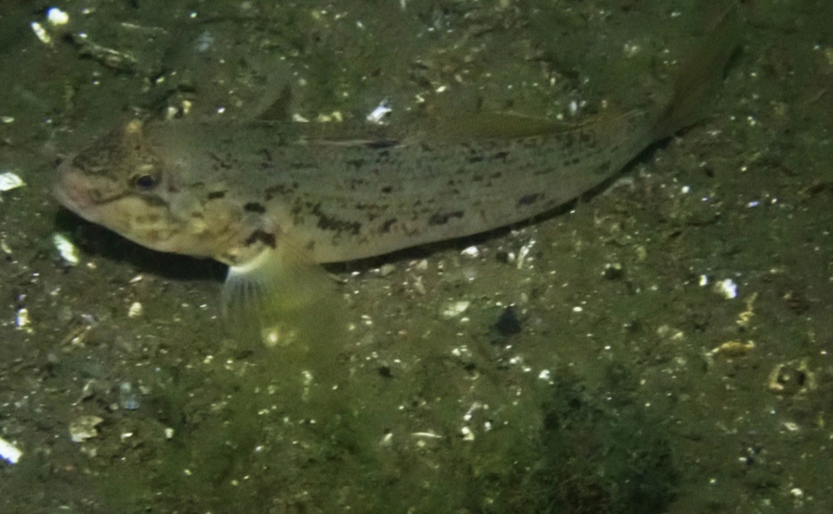 How the Invasive Round Goby Affects Fish Populations in the Baltic Coast