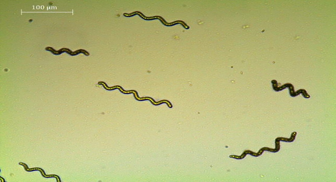 Temperature Effects on Algae Growth, Pigments, and Antioxidants
