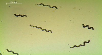 Temperature Effects on Algae Growth, Pigments, and Antioxidants