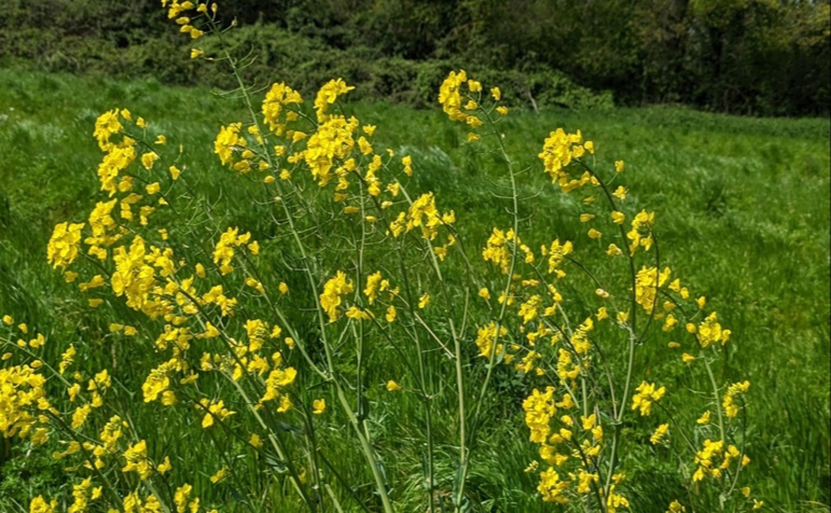 Sulfur Cycling by Soil Microbes Increases Nutrient Availability to Canola