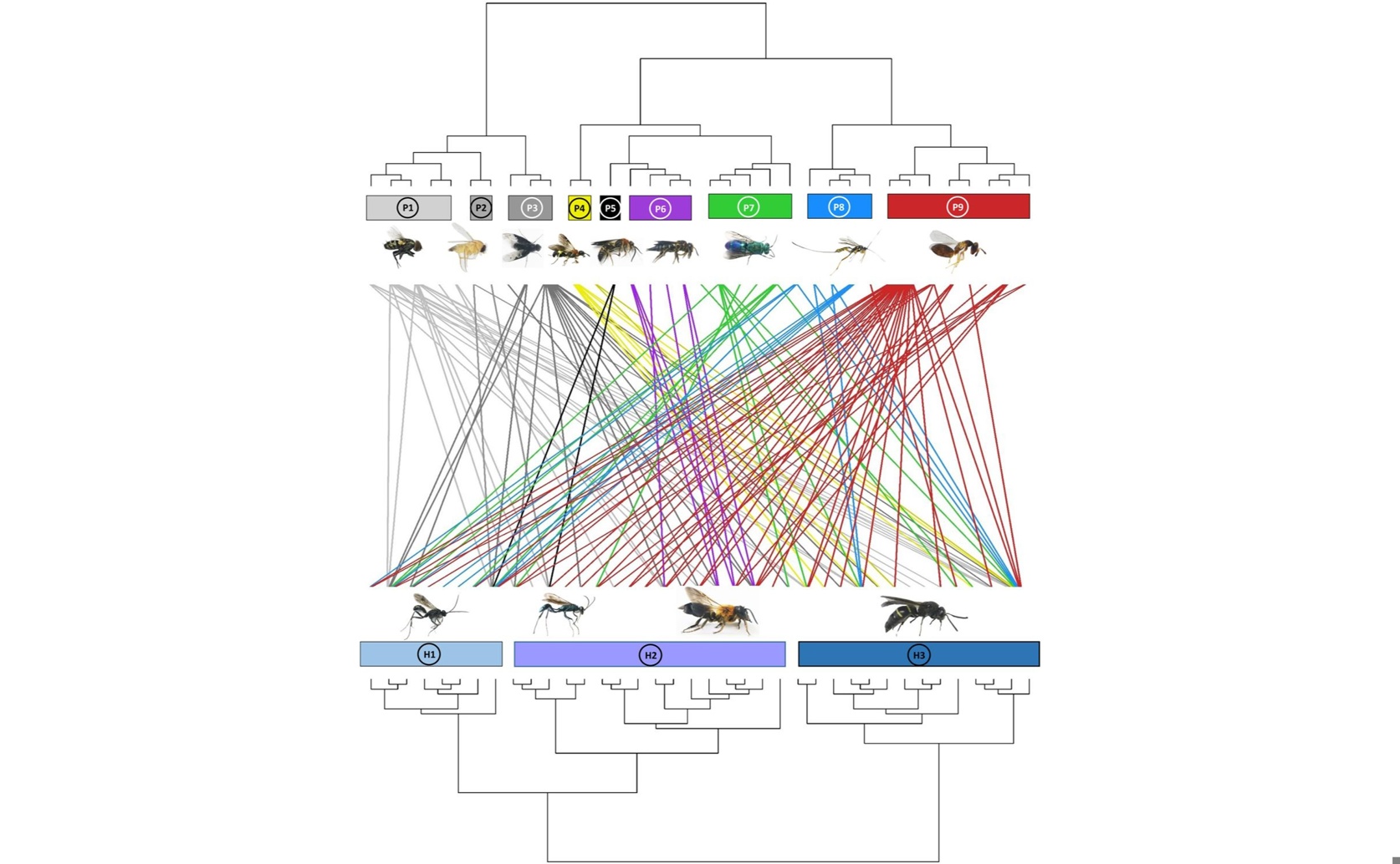 How Tree Communities Shape Insect Interaction Networks and Their Evolution