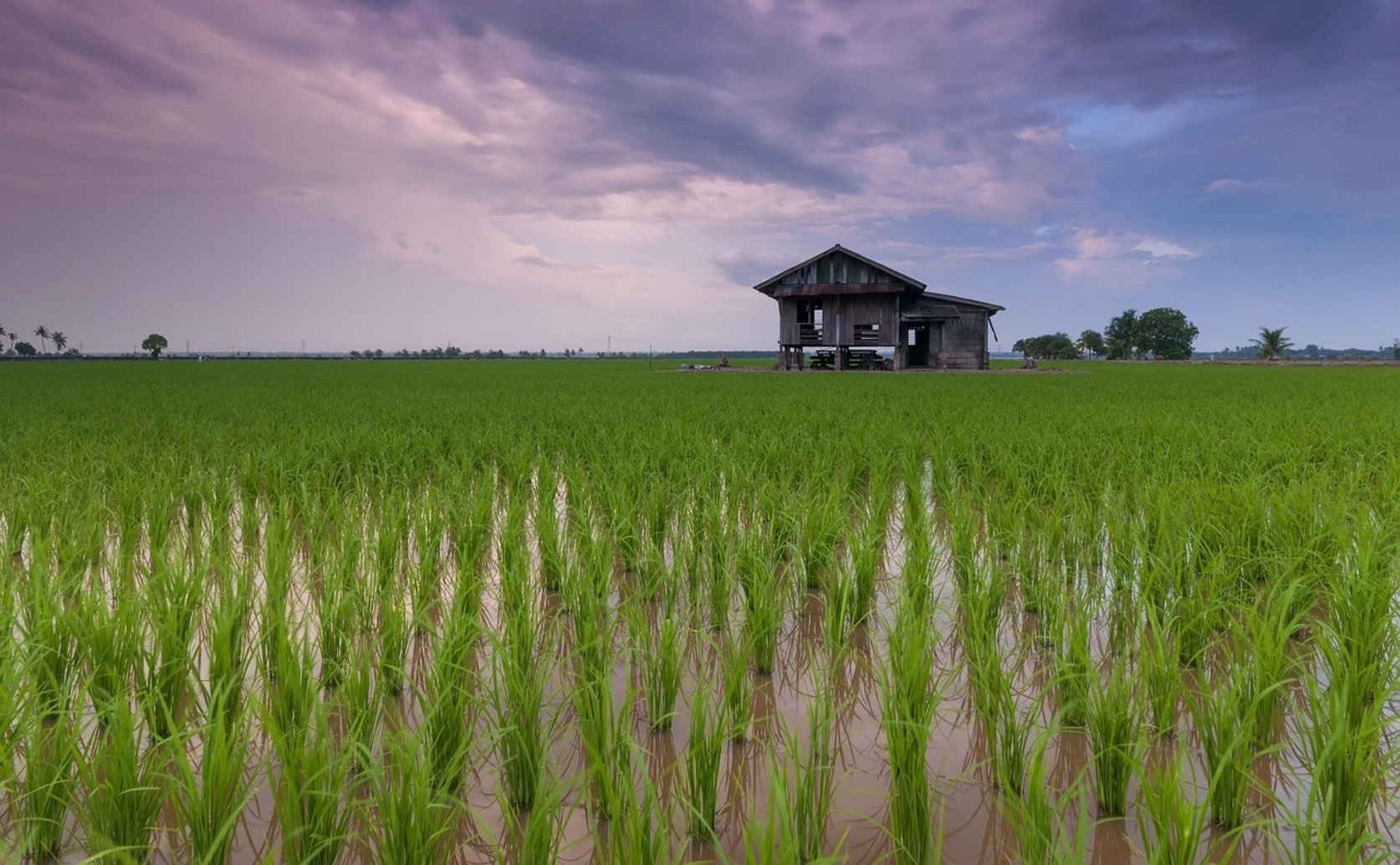 Improving Water Use and Fertilizer for Sustainable and Profitable Rice