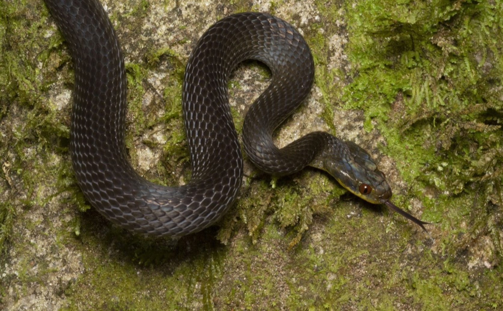 Distinct Genetic Groups but Similar Appearance in Tornier’s Cat Snake