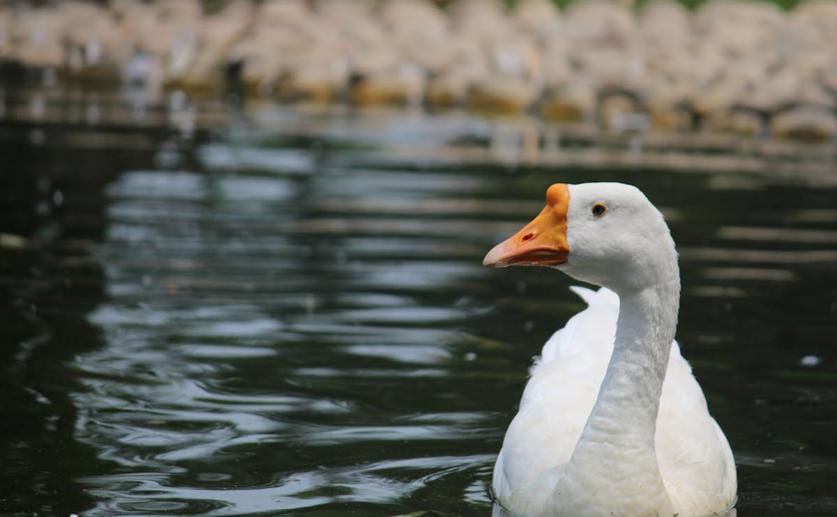 Spread of Antibiotic-Resistant E. coli, Salmonella and Campylobacter in Poultry