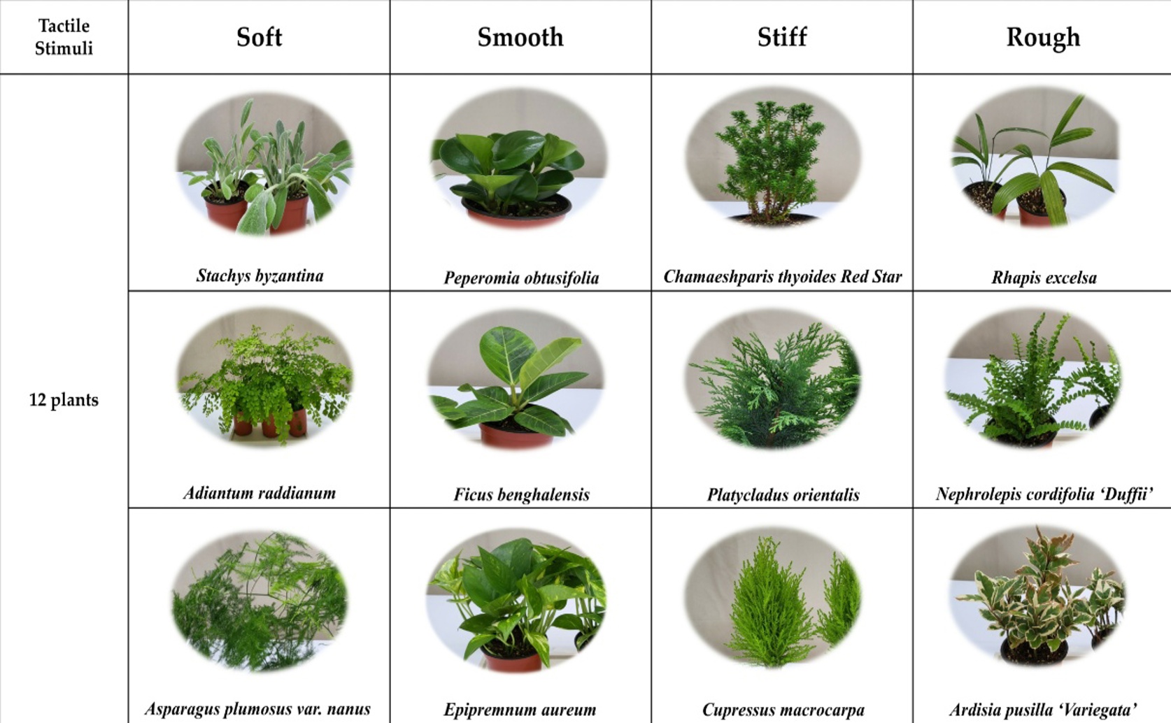 How Touching Different Plant Leaves Affects Your Mind and Body