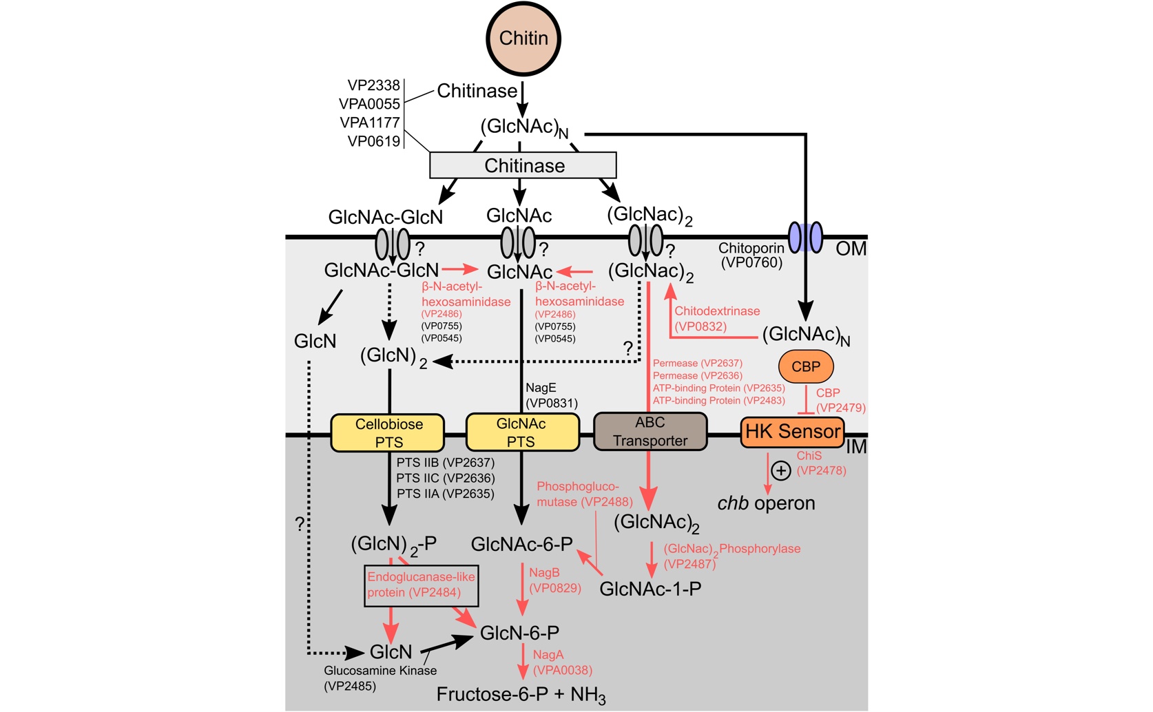 Genes Help Bacteria Break Down Chitin to Thrive