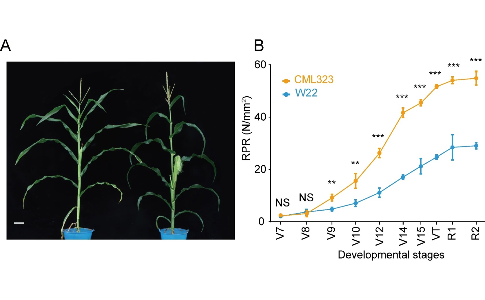 Study Identifies Key Genes That Help Corn Stalks Grow Strong