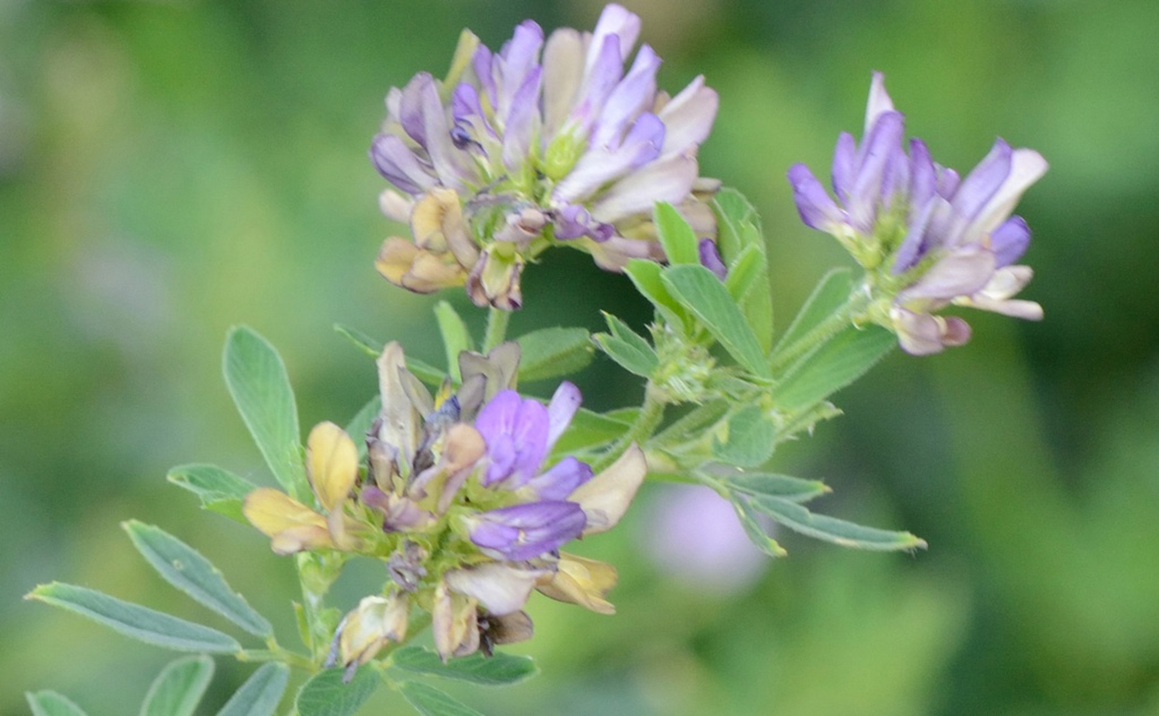 Studying Alfalfa Seeds and Genetics to Improve Farming and Protect the Plant