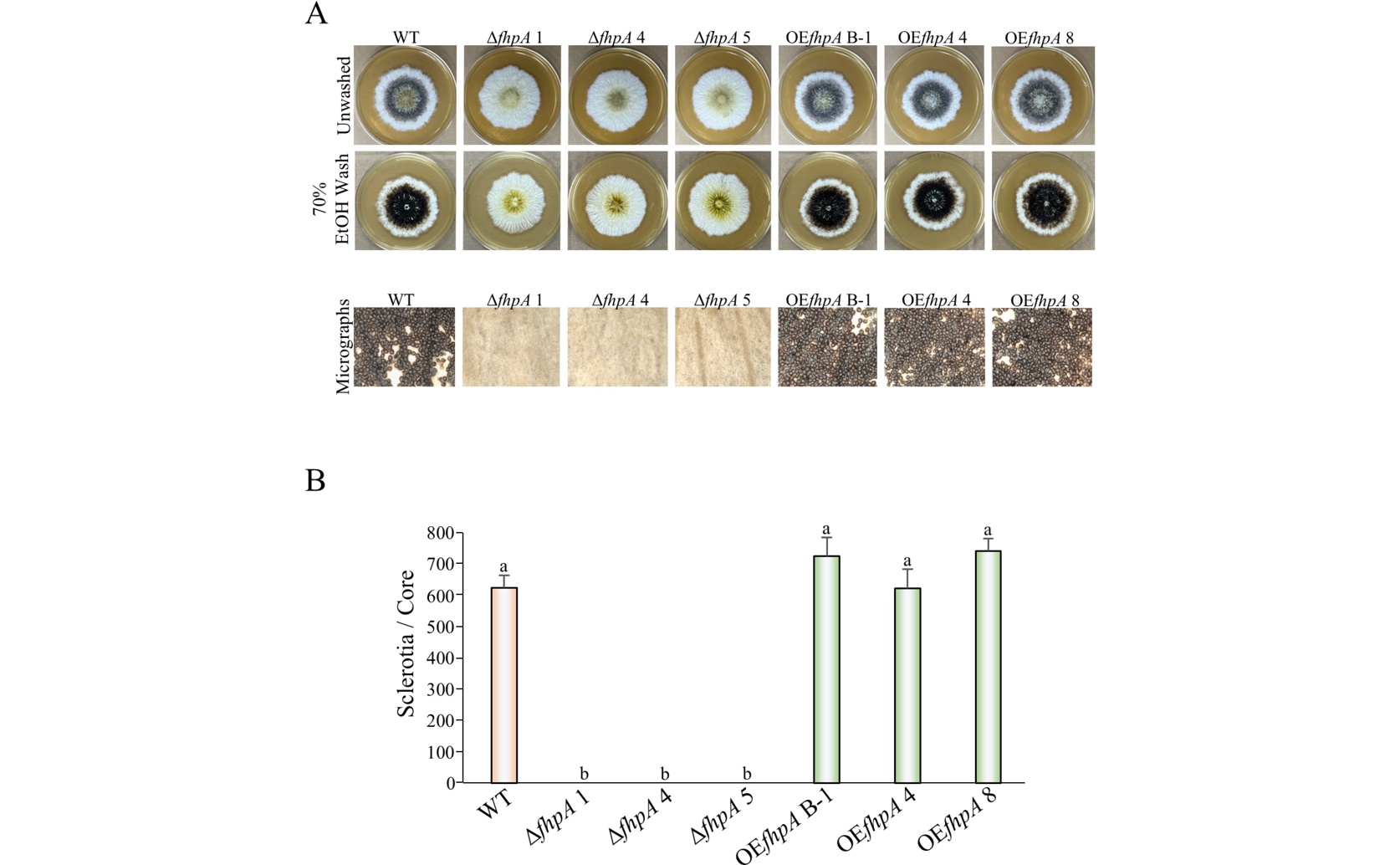 FhpA Protein Essential for Fungal Growth, Toxin Production, and Stress Handling