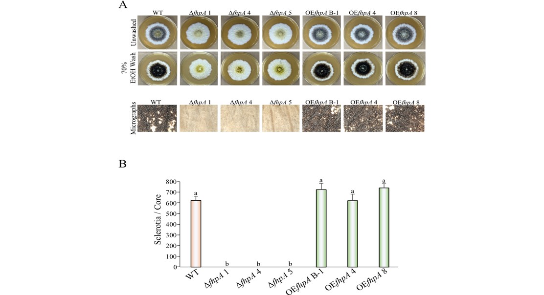FhpA Protein Essential for Fungal Growth, Toxin Production, and Stress Handling