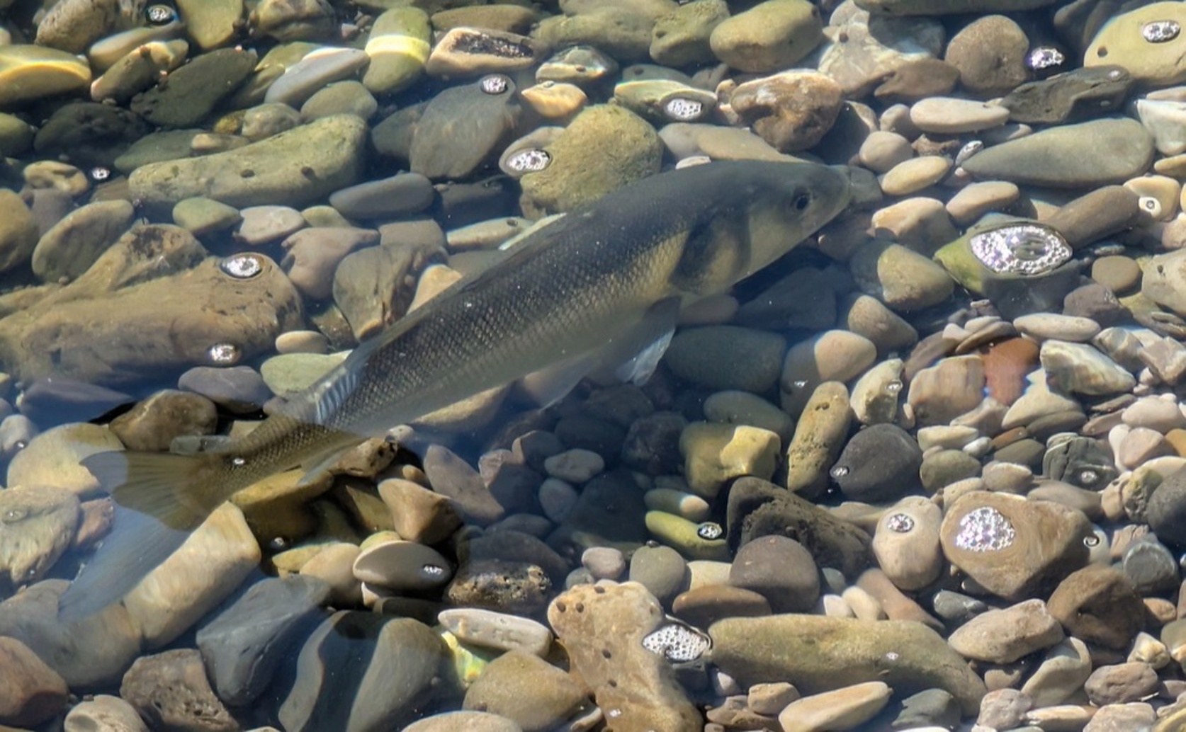 Forced Swimming Influences Stress, Immunity, and Antioxidants in Seabass