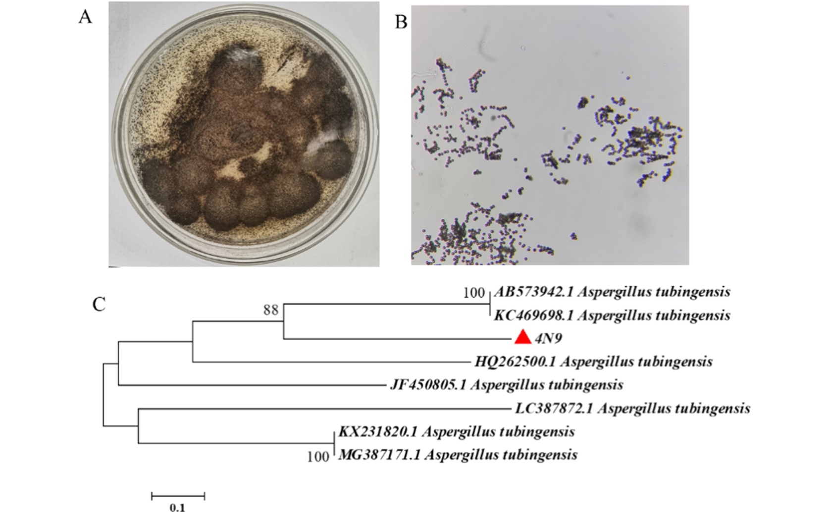 Making and Optimizing Ginseng Compounds Using a Helpful Fungus