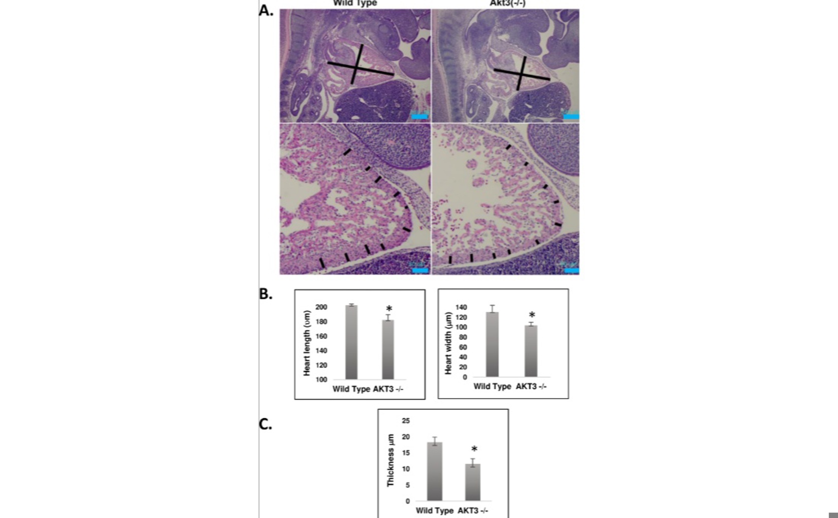 Akt3 Links Cell Powerhouses to Proper Cell Division