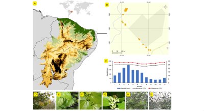 Seasonal Adaptations of an Evergreen Tree in a Dry Environment