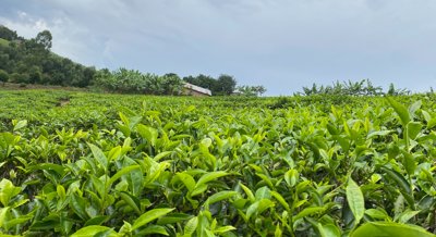 How Clean Is Your Tea? Microbe Quality Across Regions