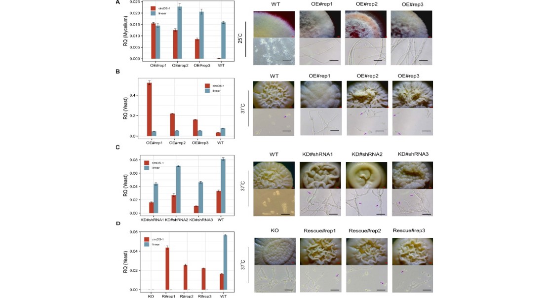 Special RNA Helps Fungus Adapt by Changing Shape