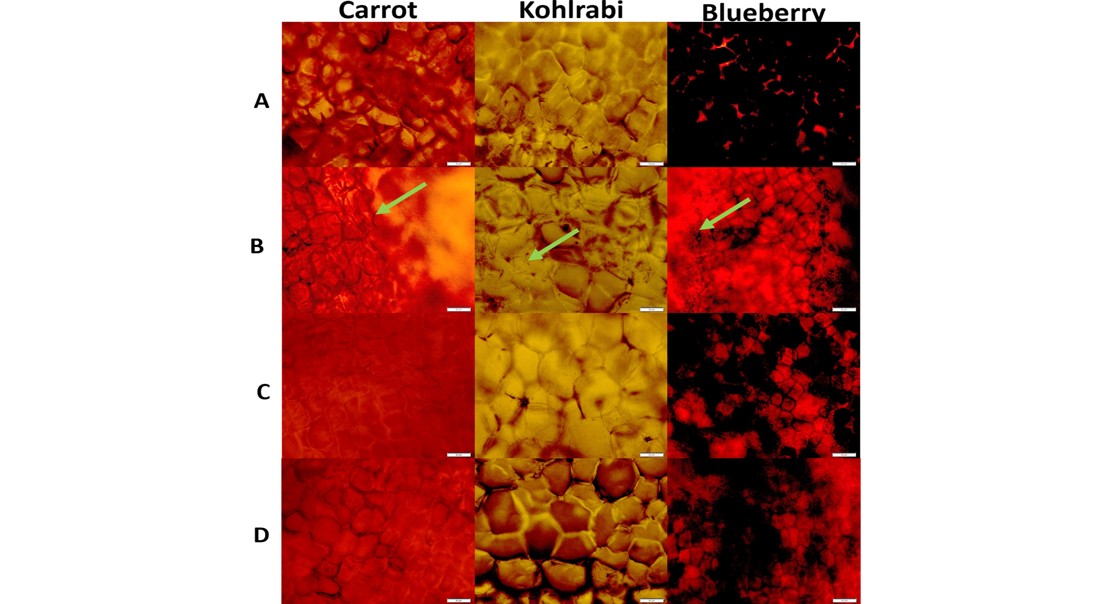 Antifreeze Proteins from Cold Yeast Protect Food During Freezing