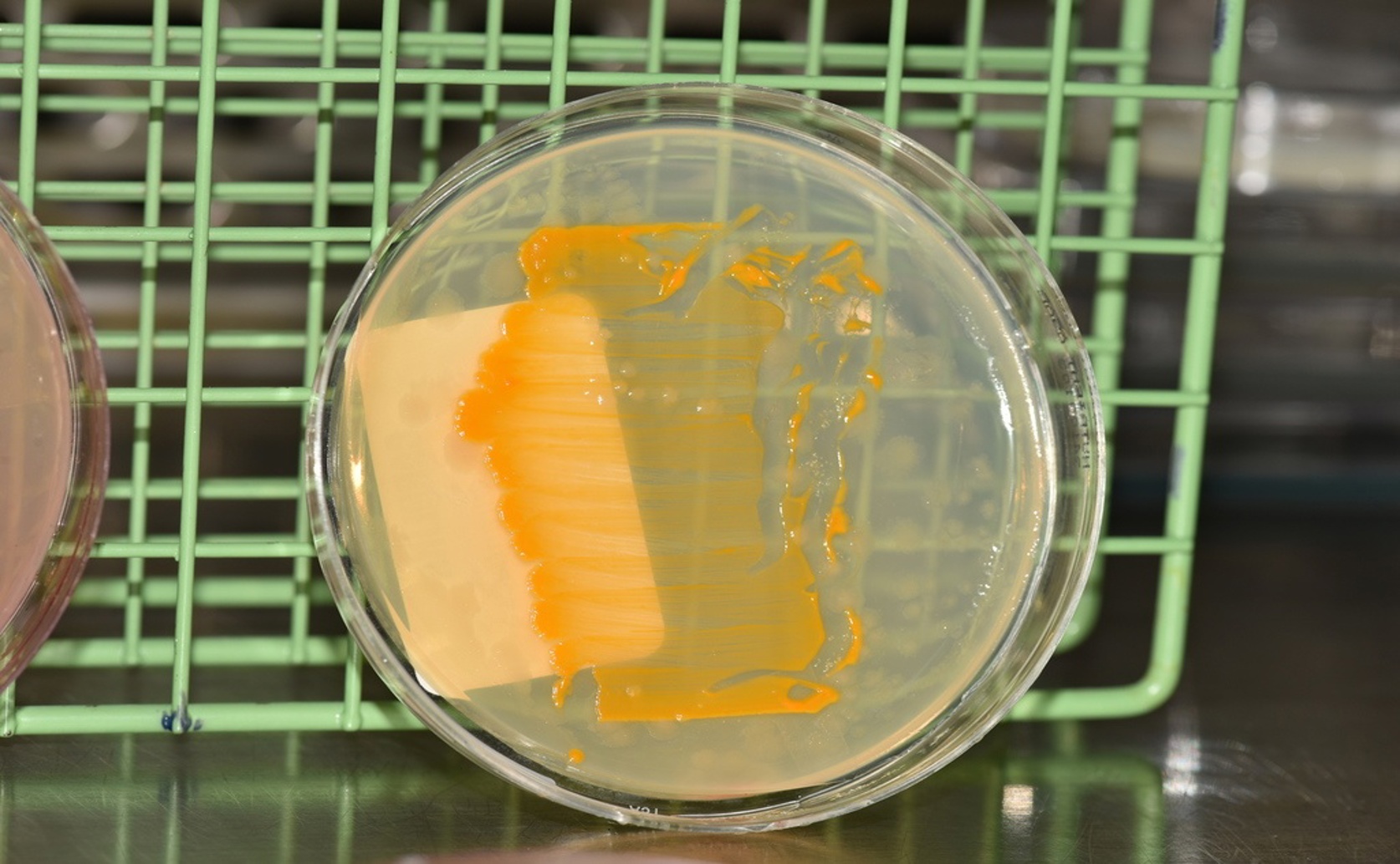 Genetic Changes in Staph Bacteria Cause Resistance to Powerful Antimicrobials