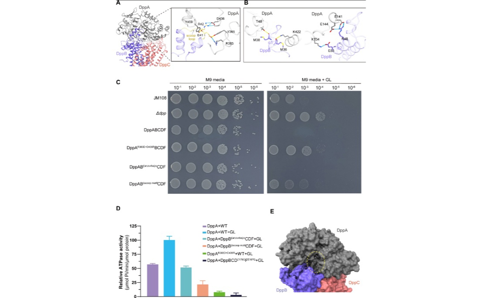 How Bacteria Take Up Dipeptides: New Structural Insights